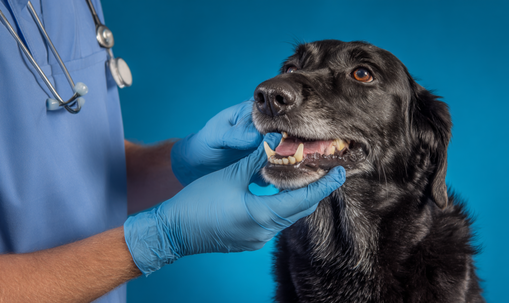 Dog dental disease stages comparison showing progression