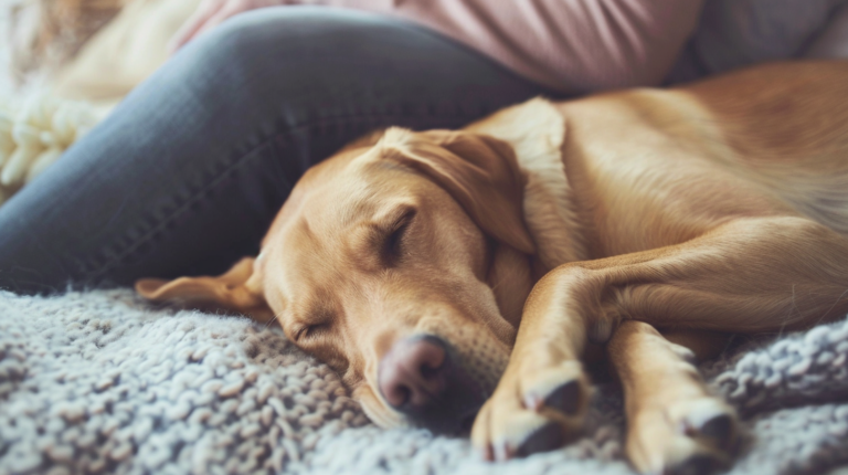 How Long are Dogs Pregnant?