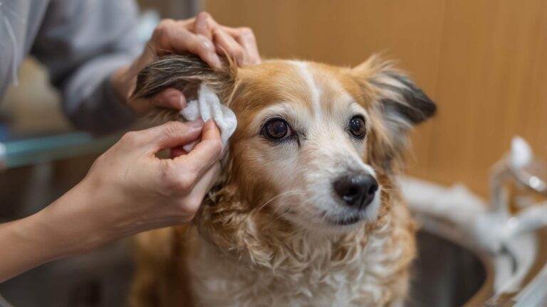Dog Ear Infection: Causes, Symptoms & Treatment Guide